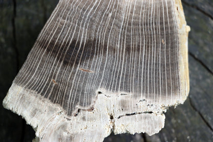 Zkřemenělý dub - Supreme Panthers