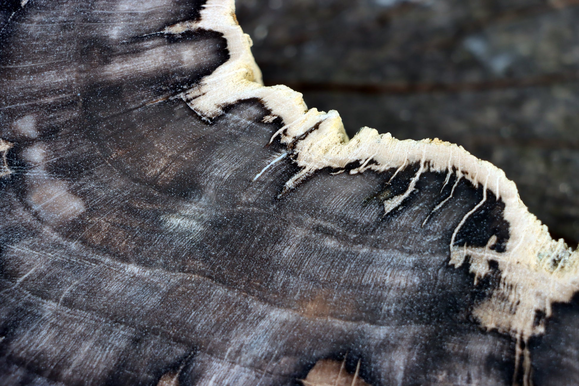 Zkřemenělý dub - Supreme Panthers