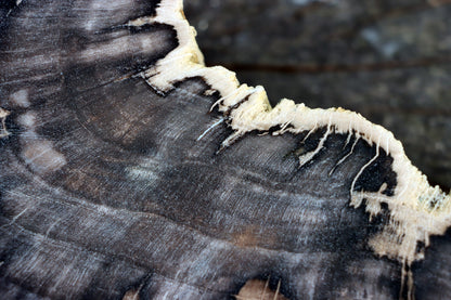 Zkřemenělý dub - Supreme Panthers