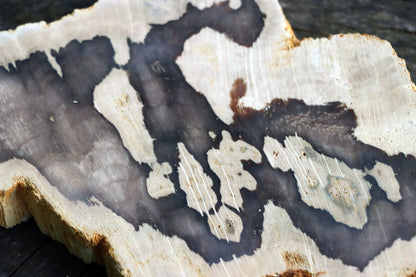 Zkřemenělý dub - Supreme Panthers