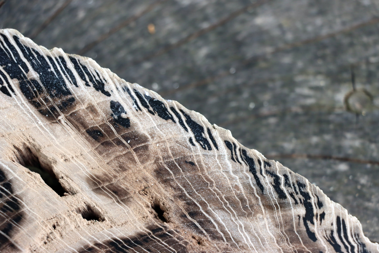 Zkřemenělý dub - Supreme Panthers