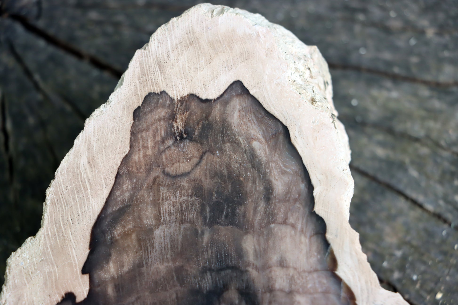 Zkřemenělý dub - Supreme Panthers