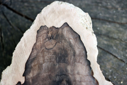 Zkřemenělý dub - Supreme Panthers