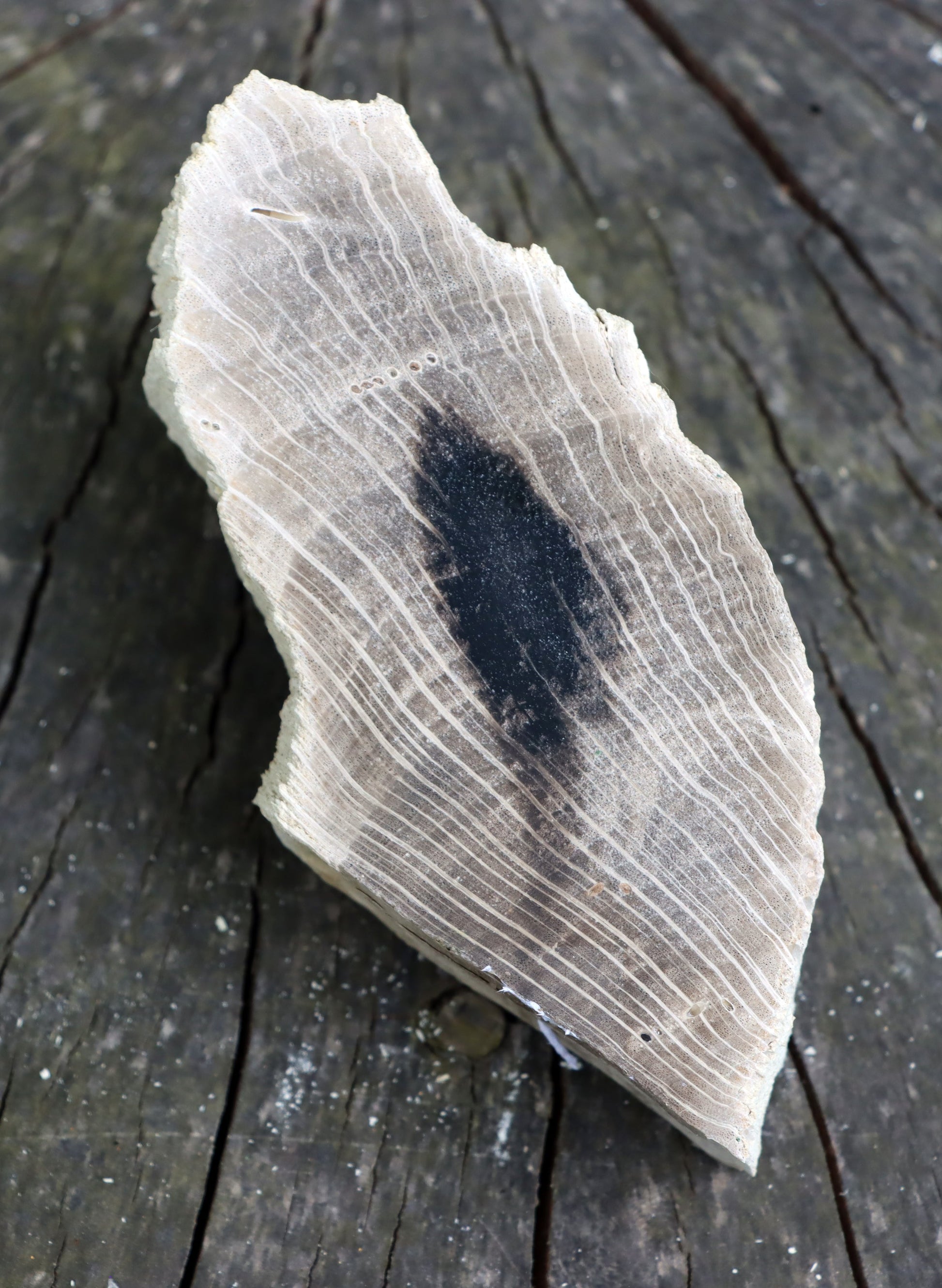 Zkřemenělý dub - Supreme Panthers