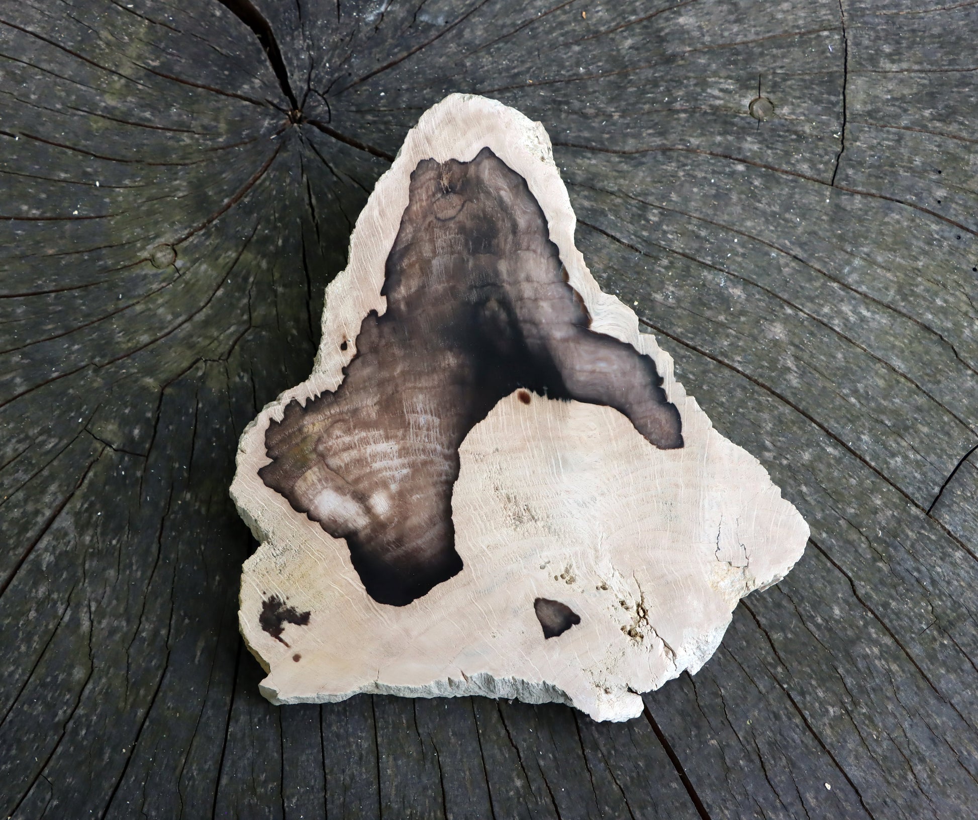 Zkřemenělý dub - Supreme Panthers