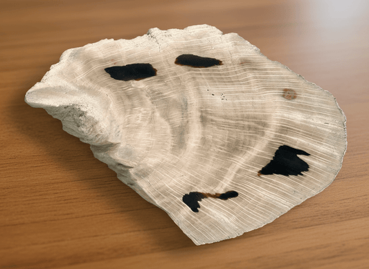 Zkřemenělý dub - Supreme Panthers