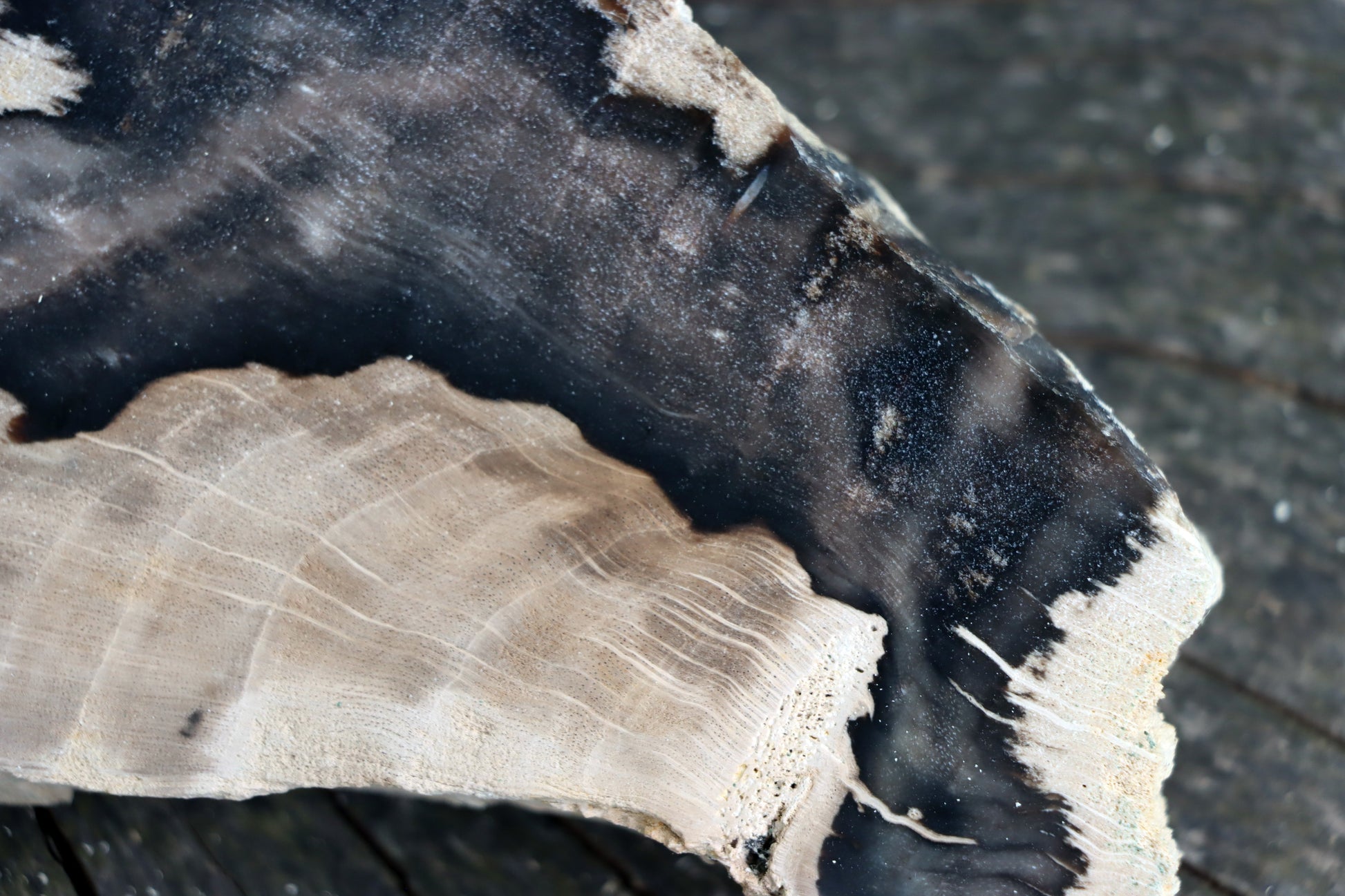 Zkřemenělý dub - Supreme Panthers