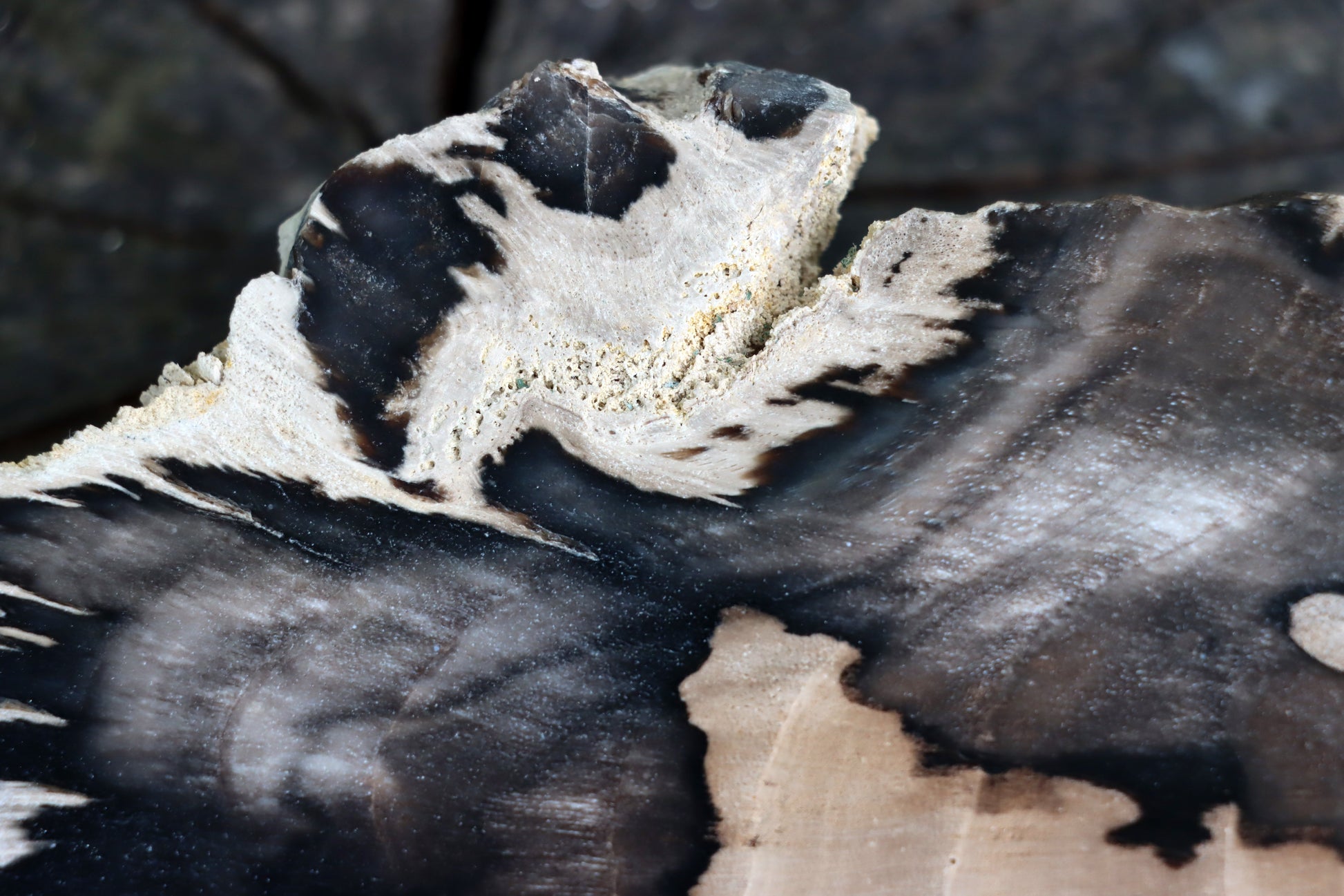 Zkřemenělý dub - Supreme Panthers