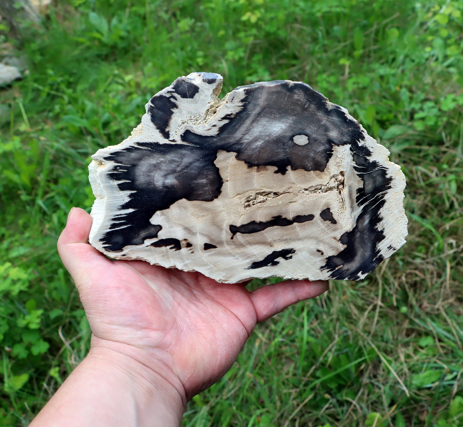 Zkřemenělý dub - Supreme Panthers