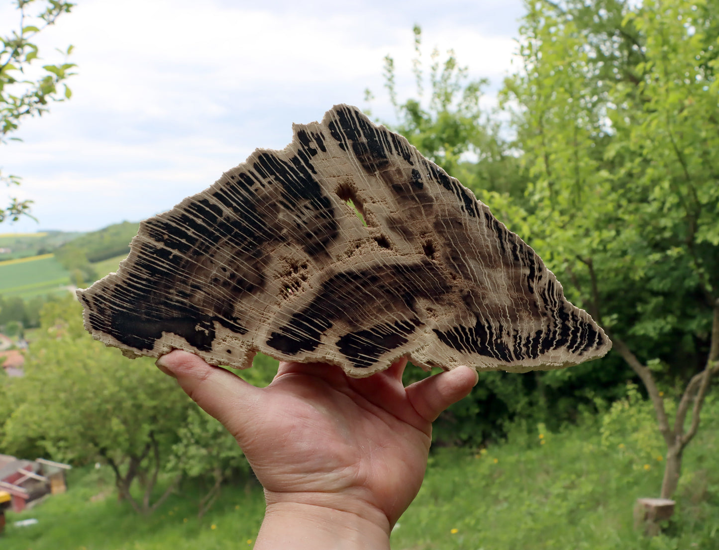 Zkřemenělý dub - Supreme Panthers