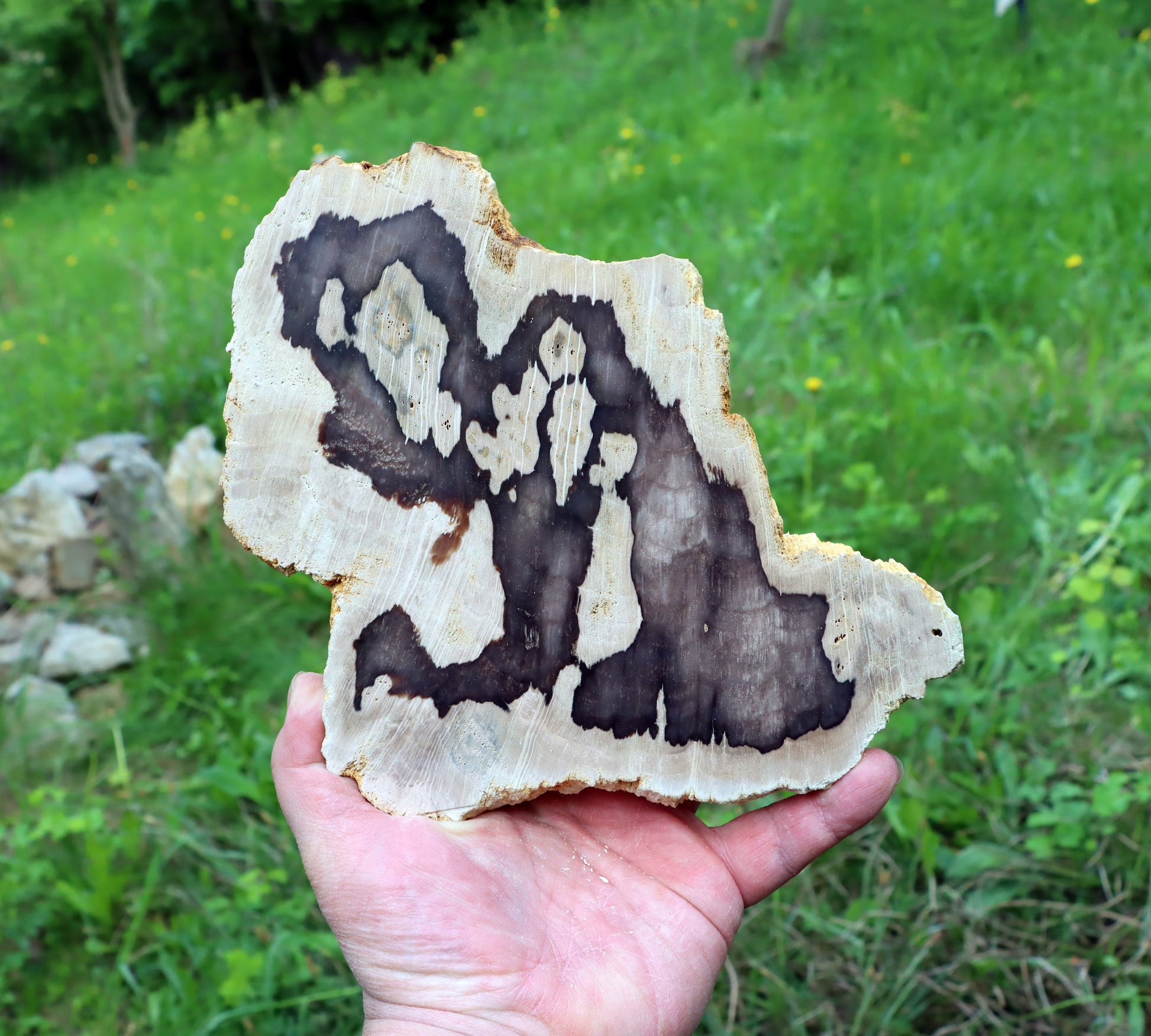 Zkřemenělý dub - Supreme Panthers