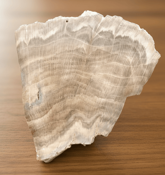 Zkřemenělý dub - Supreme Panthers