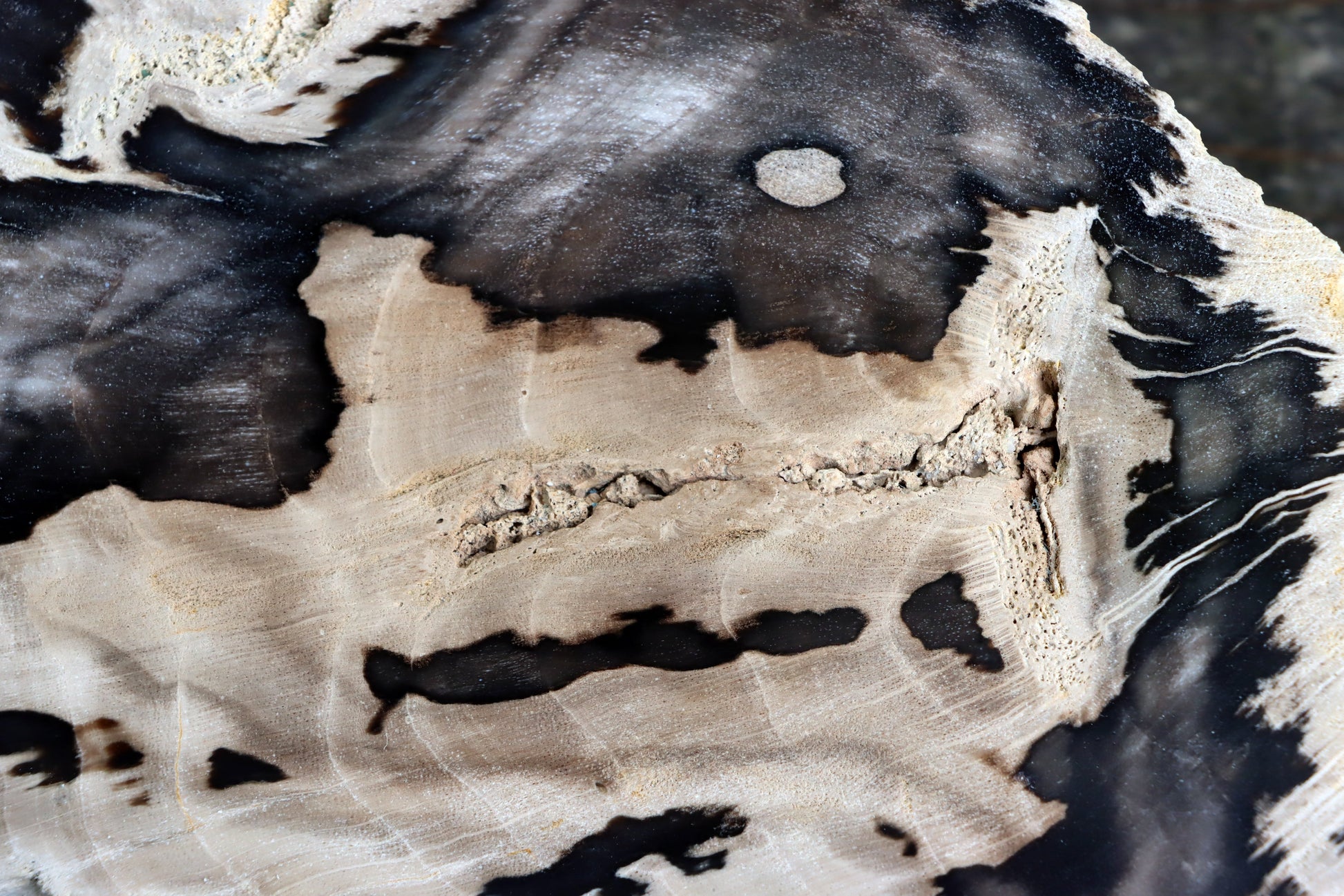 Zkřemenělý dub - Supreme Panthers