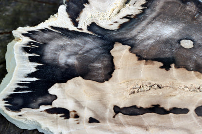 Zkřemenělý dub - Supreme Panthers