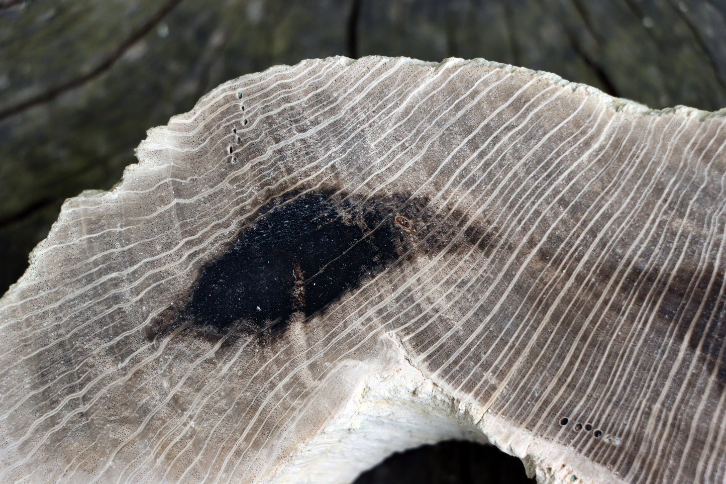 Zkřemenělý dub - Supreme Panthers