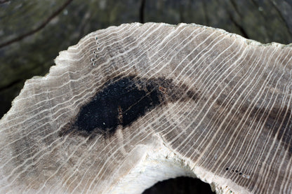 Zkřemenělý dub - Supreme Panthers