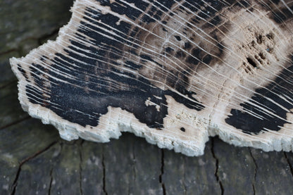 Zkřemenělý dub - Supreme Panthers