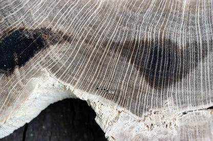 Zkřemenělý dub - Supreme Panthers