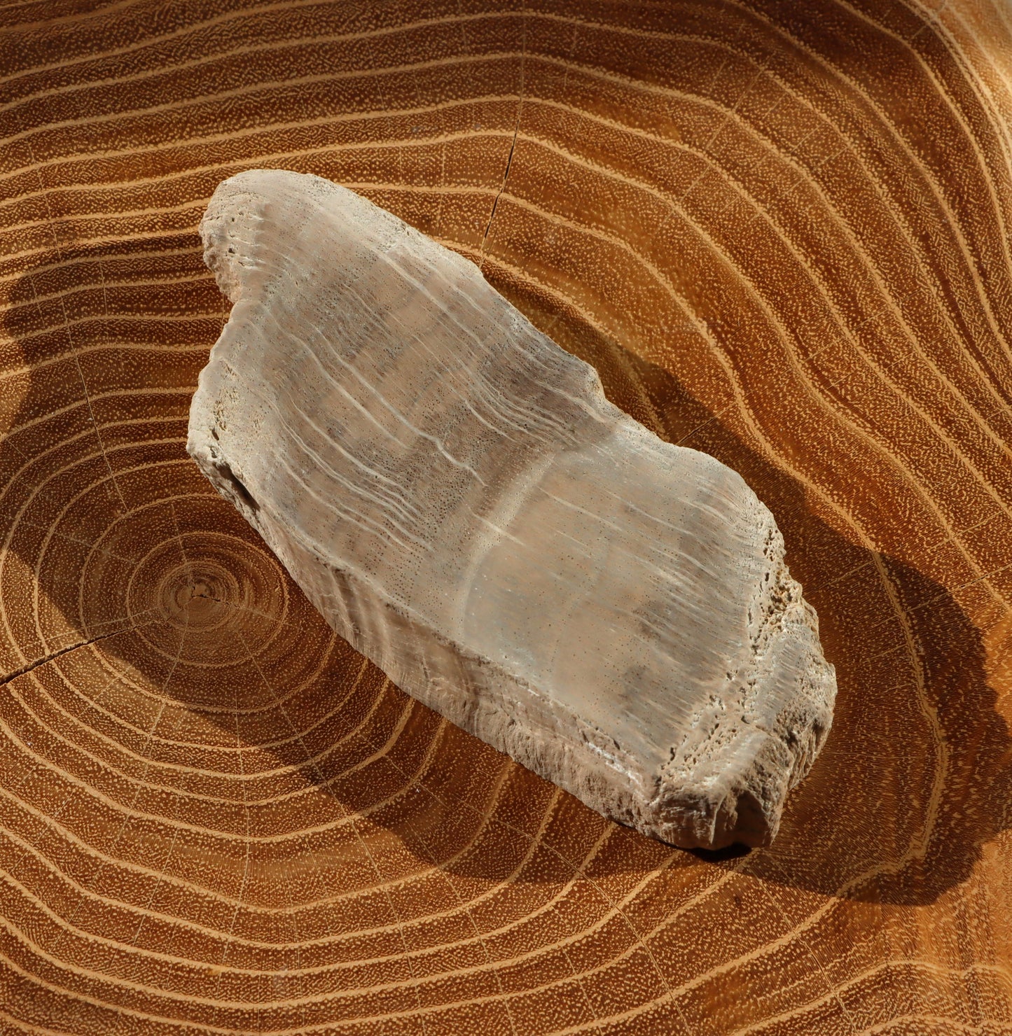 Zkřemenělý dub - Supreme Panthers