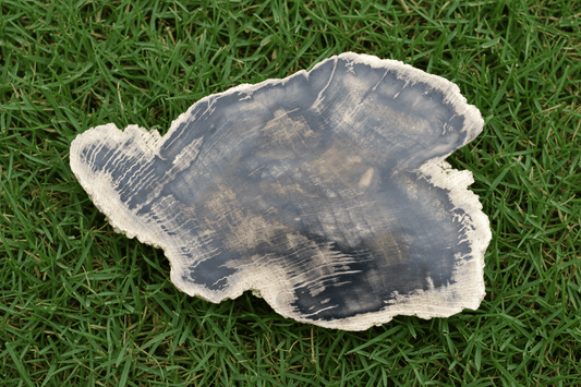 Zkřemenělý dub - Supreme Panthers