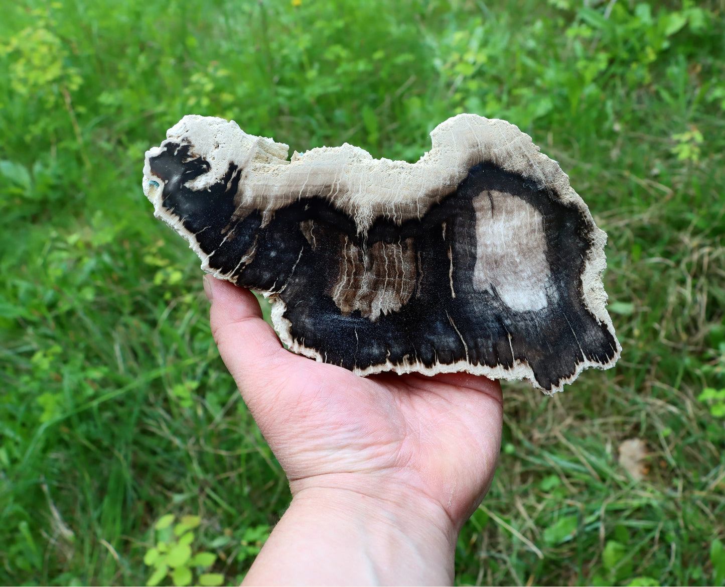 Zkřemenělý dub - Supreme Panthers