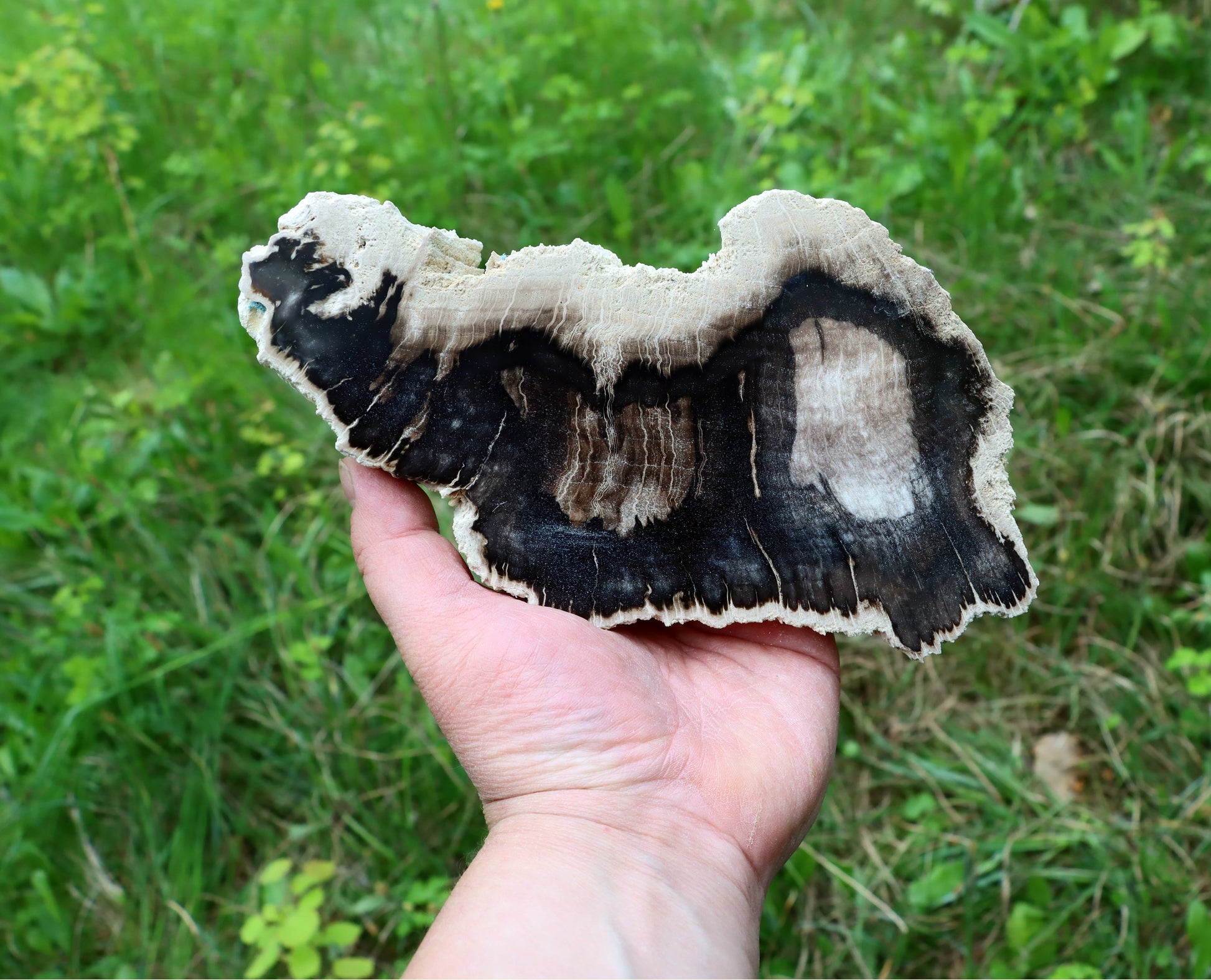 Zkřemenělý dub - Supreme Panthers