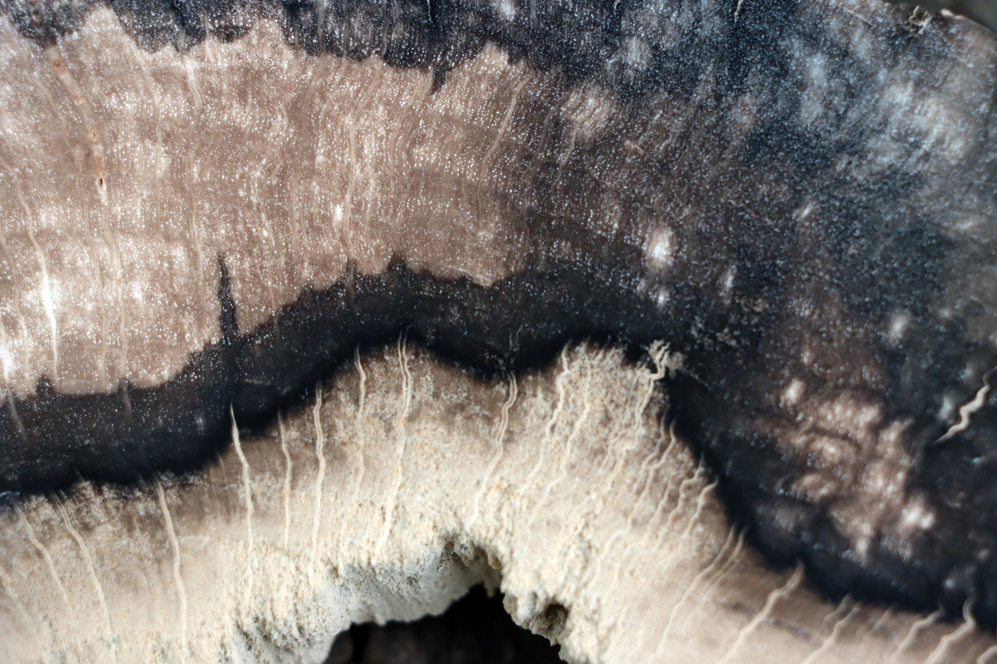 Zkřemenělý dub - Supreme Panthers