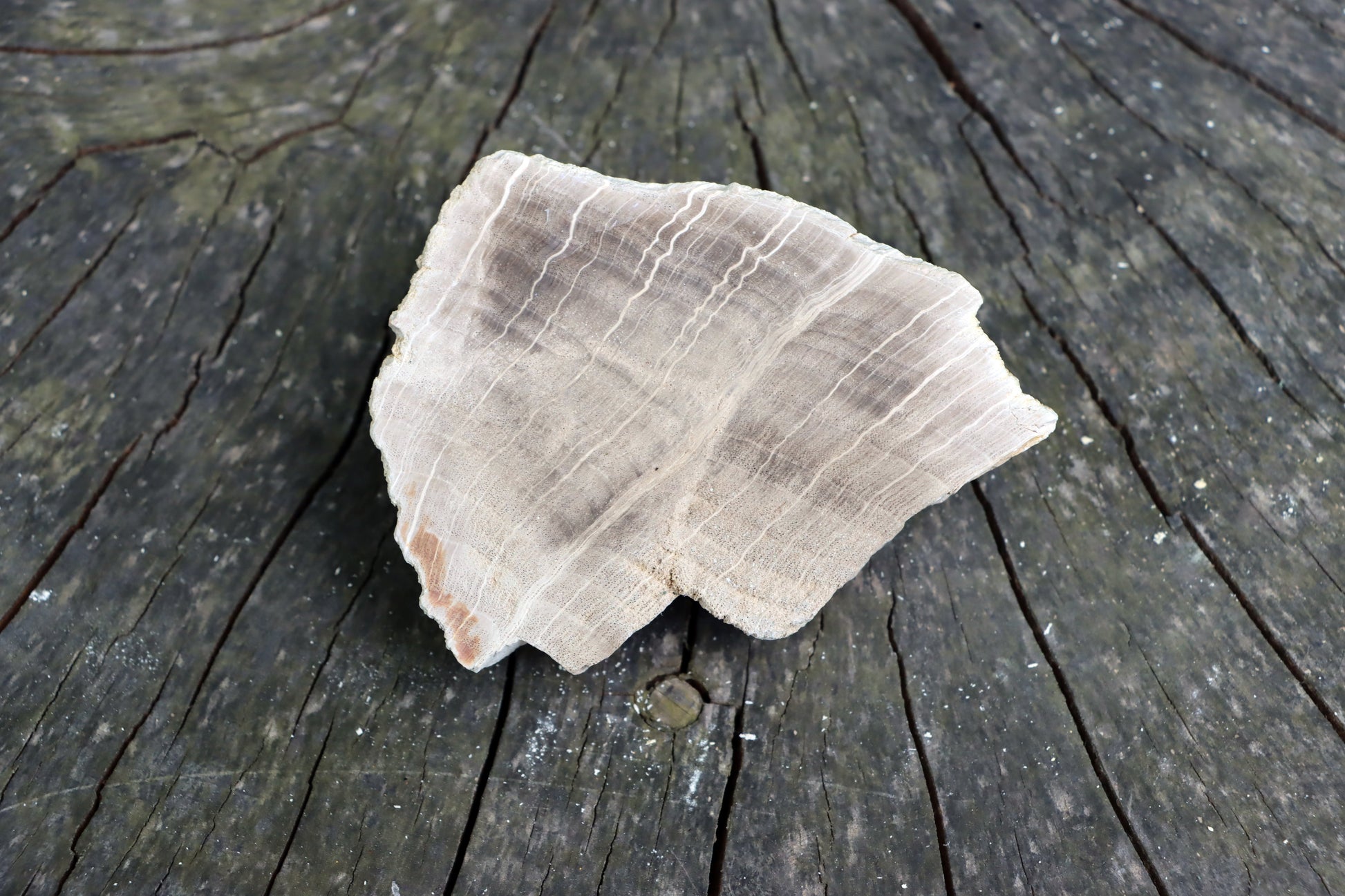 Zkřemenělý dub - Supreme Panthers