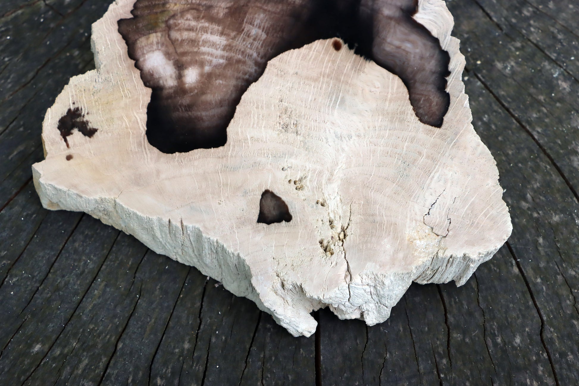 Zkřemenělý dub - Supreme Panthers