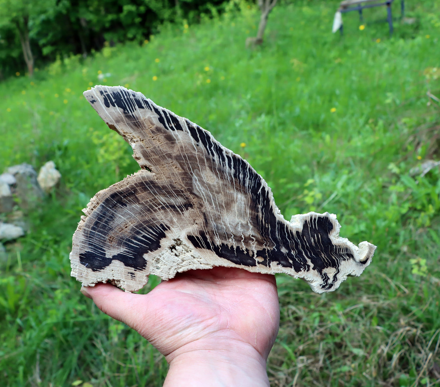 Zkřemenělý dub - Supreme Panthers