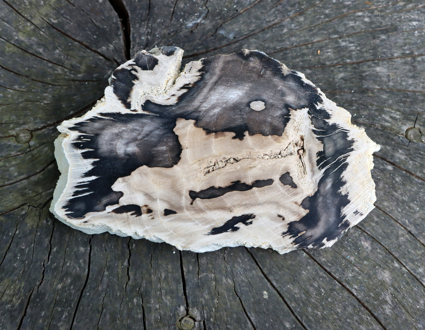 Zkřemenělý dub - Supreme Panthers