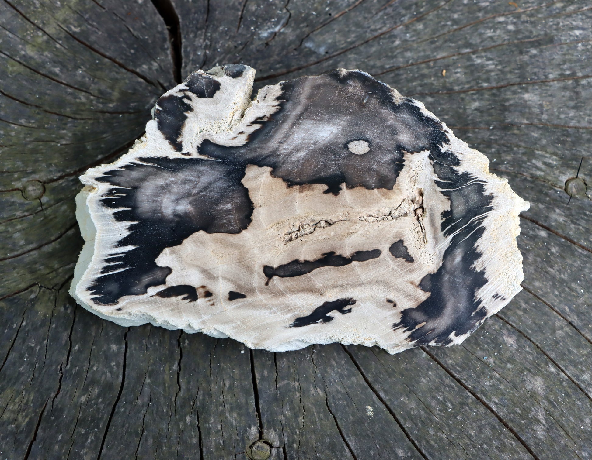 Zkřemenělý dub - Supreme Panthers