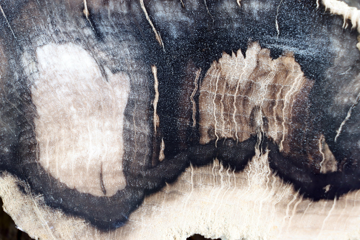 Zkřemenělý dub - Supreme Panthers