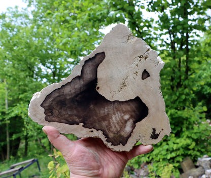 Zkřemenělý dub - Supreme Panthers