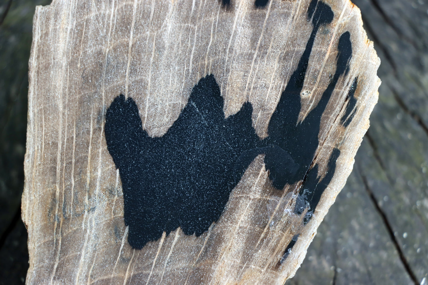 Zkřemenělý dub - Supreme Panthers