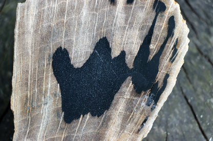 Zkřemenělý dub - Supreme Panthers