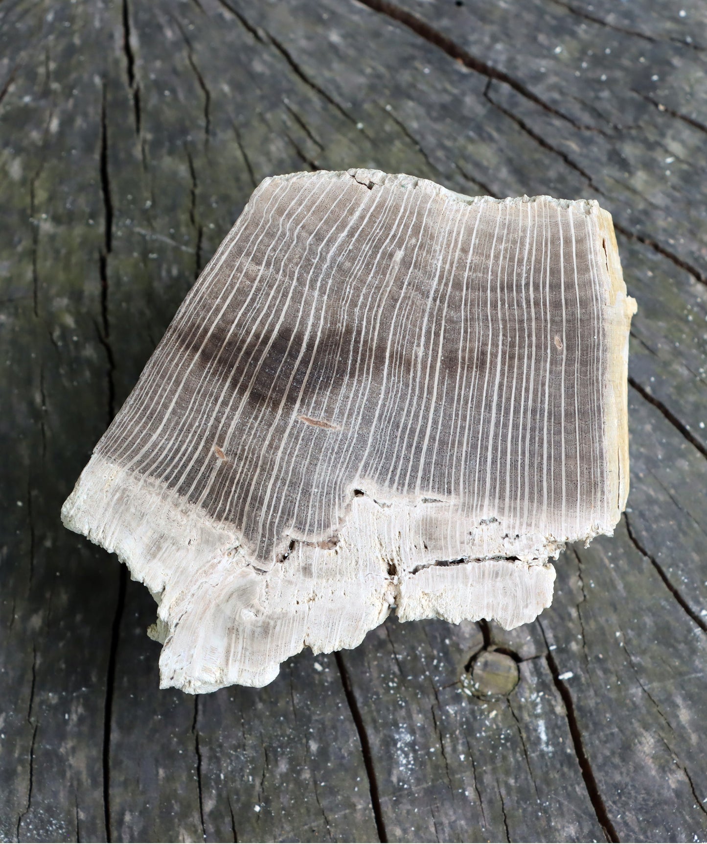 Zkřemenělý dub - Supreme Panthers