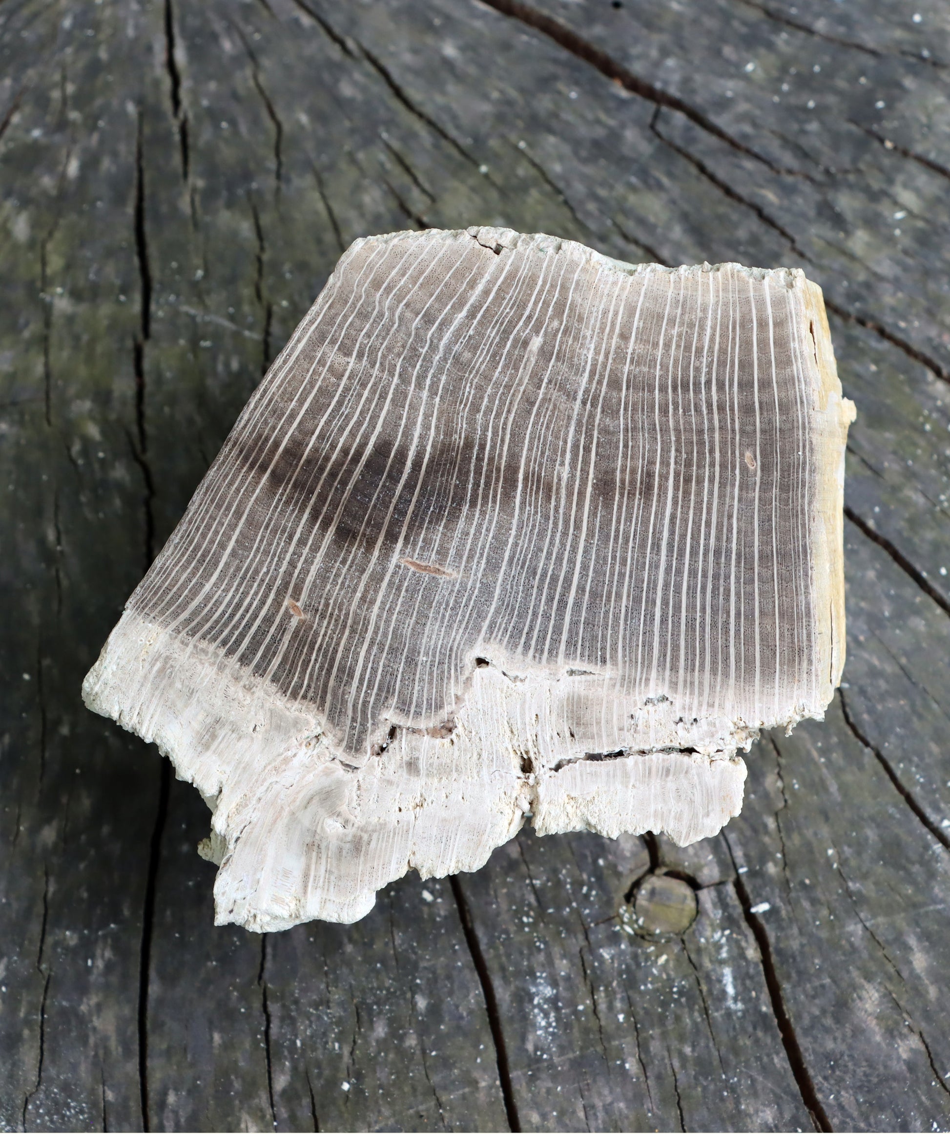 Zkřemenělý dub - Supreme Panthers