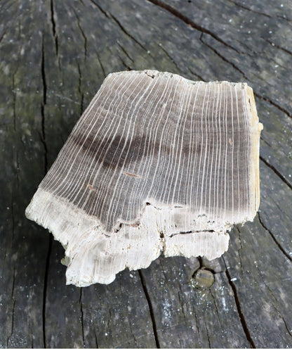 Zkřemenělý dub - Supreme Panthers