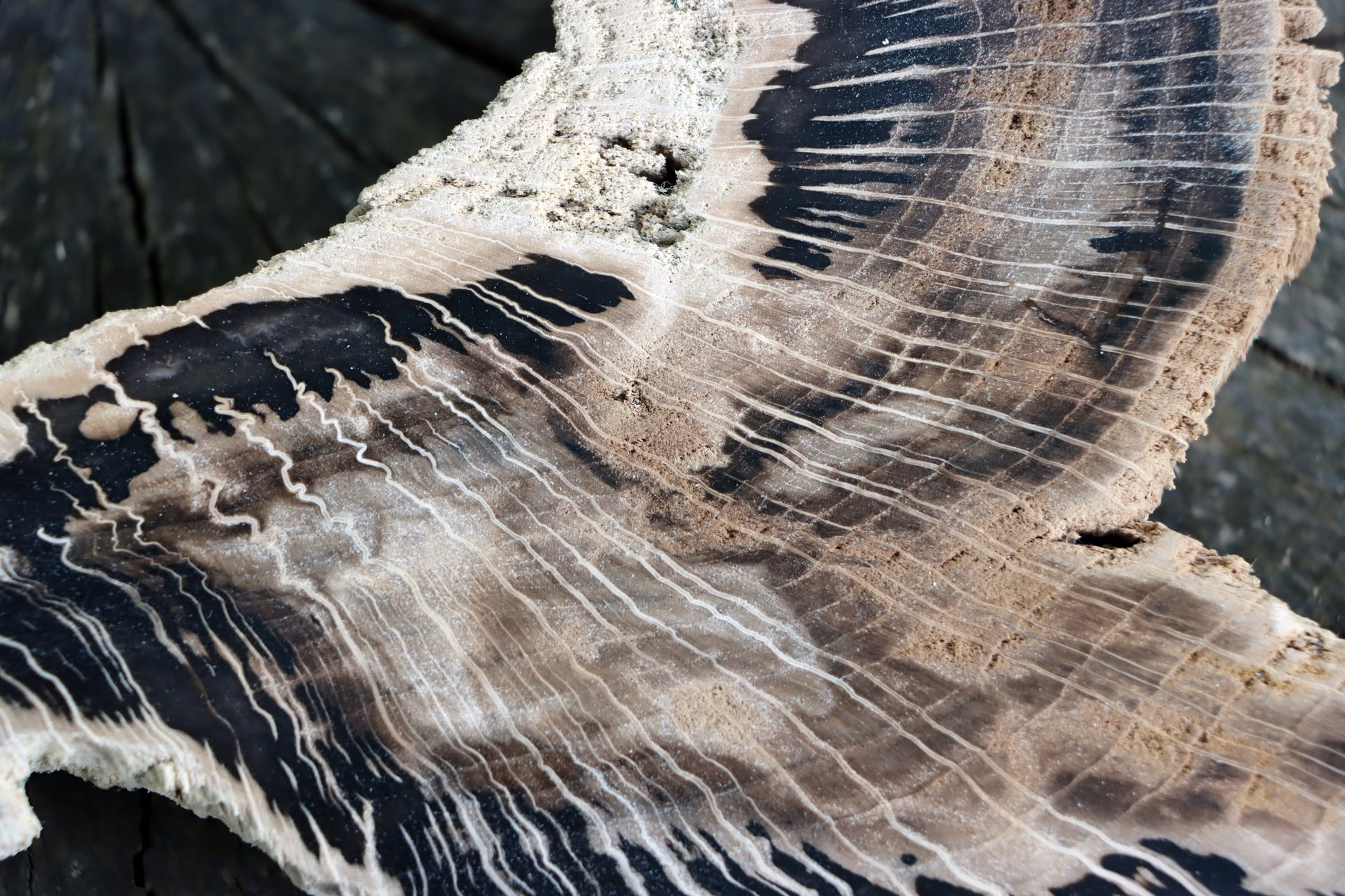 Zkřemenělý dub - Supreme Panthers