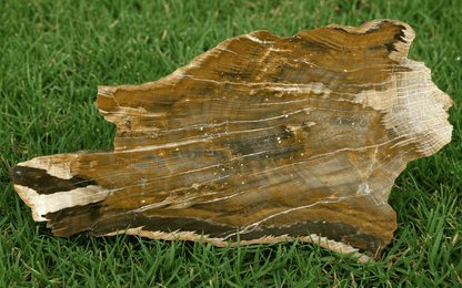 Zkřemenělý dub - Supreme Panthers