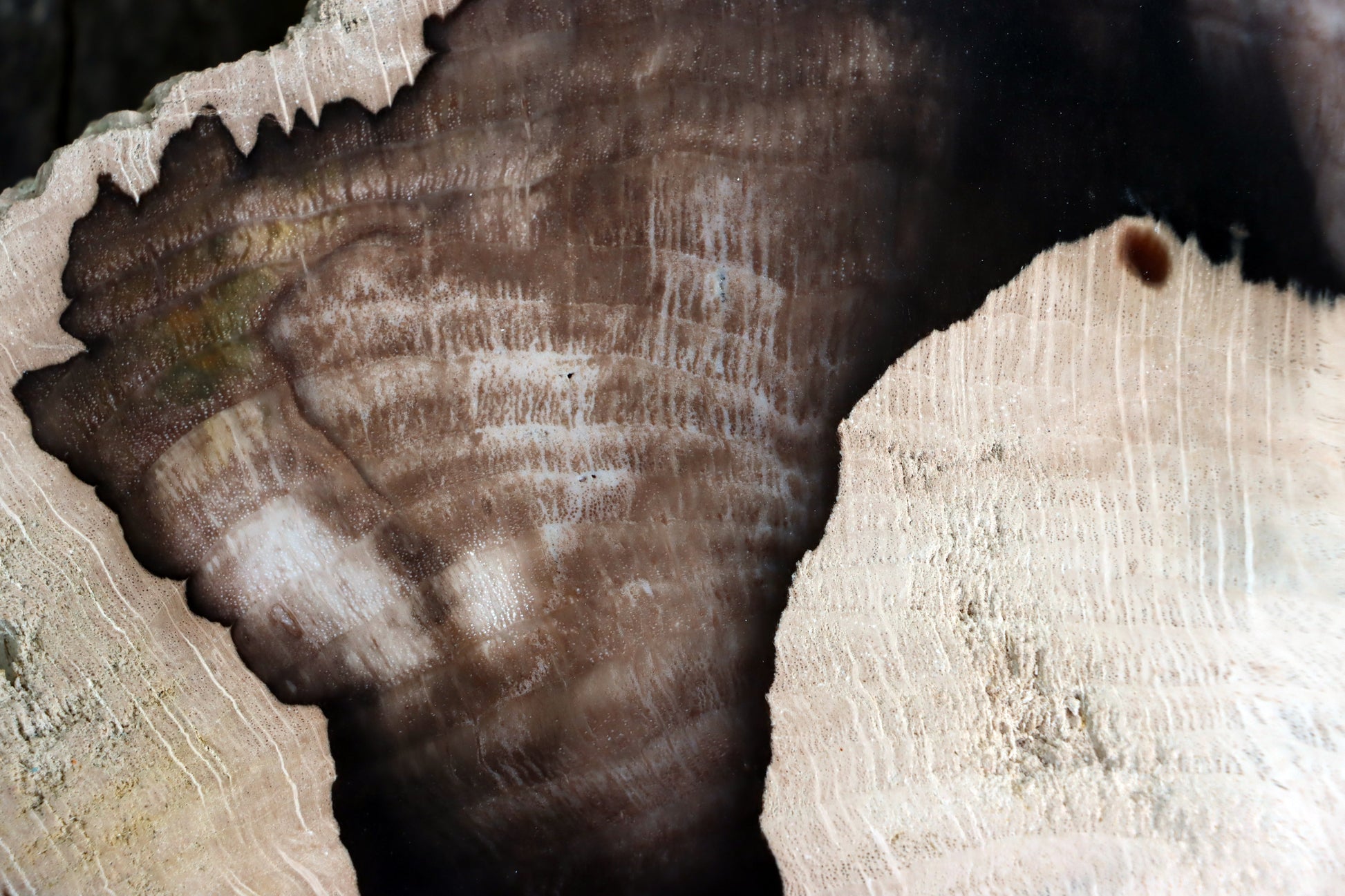 Zkřemenělý dub - Supreme Panthers