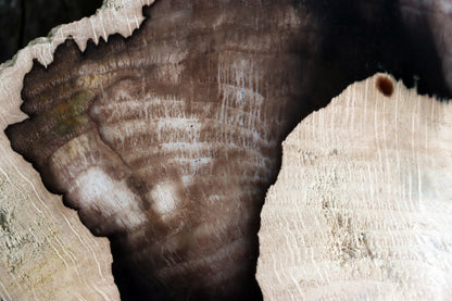 Zkřemenělý dub - Supreme Panthers