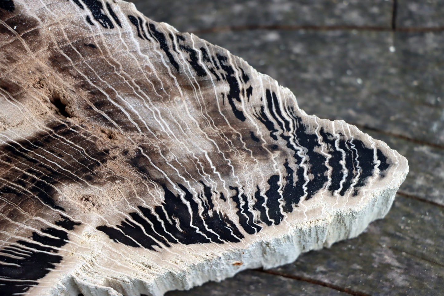 Zkřemenělý dub - Supreme Panthers