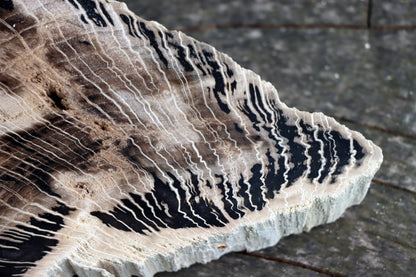 Zkřemenělý dub - Supreme Panthers