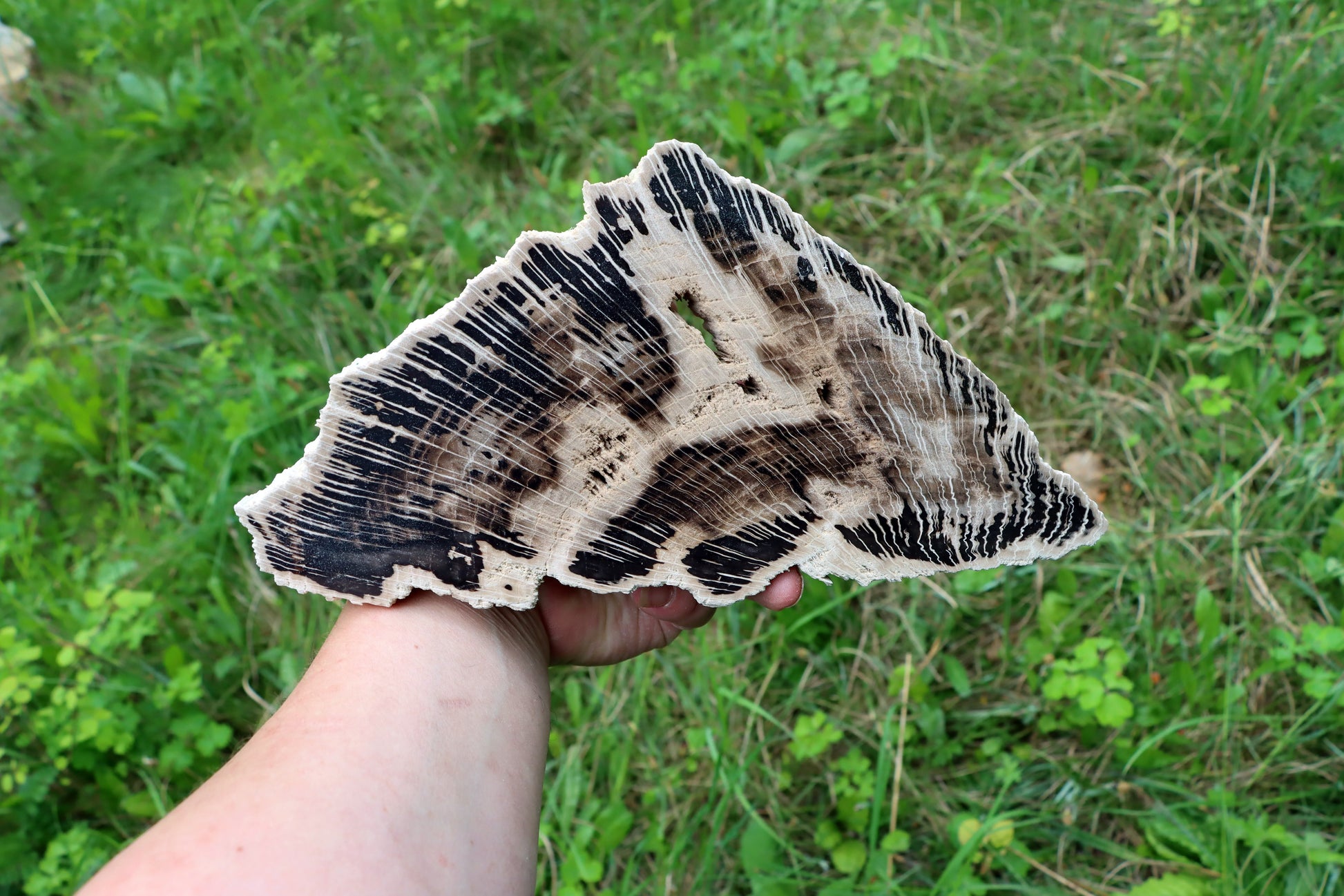 Zkřemenělý dub - Supreme Panthers