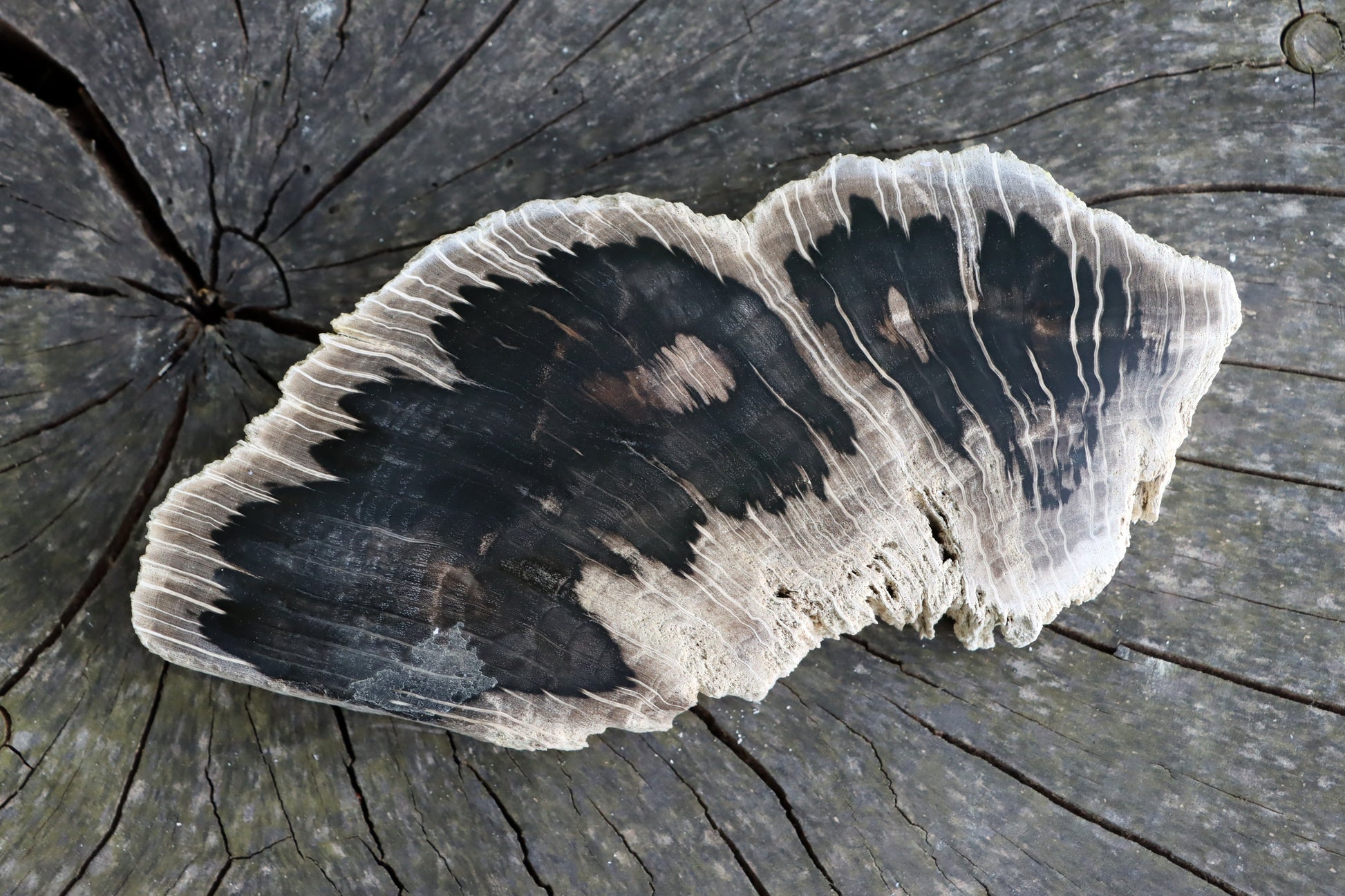 Zkřemenělý dub - Supreme Panthers