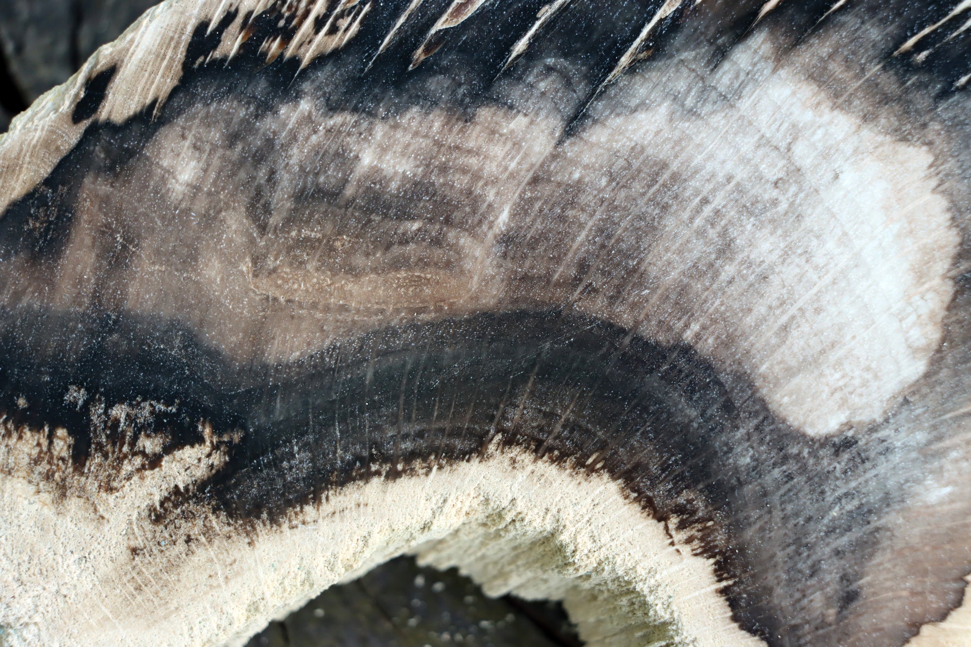 Zkřemenělý dub - Supreme Panthers