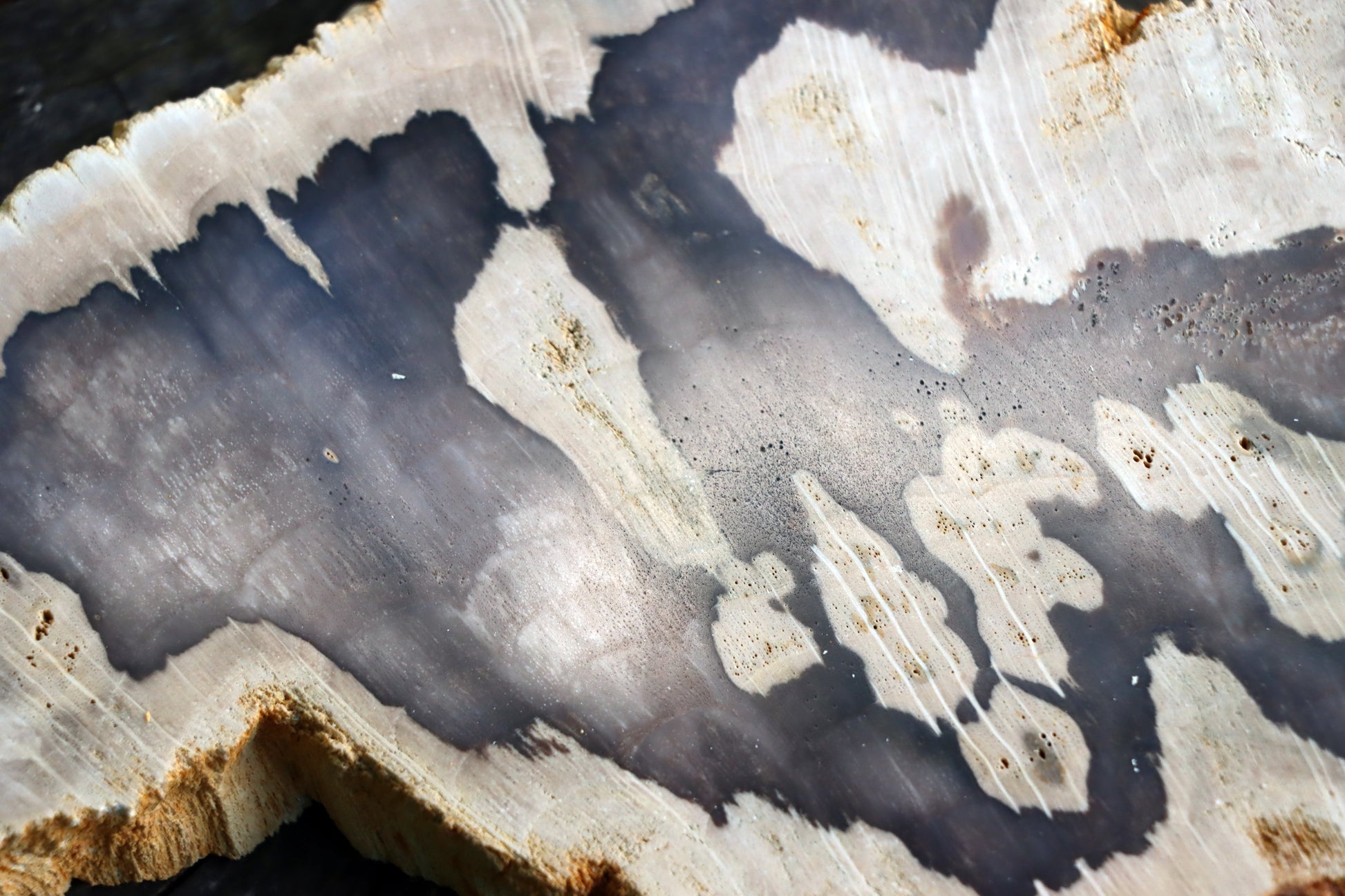 Zkřemenělý dub - Supreme Panthers