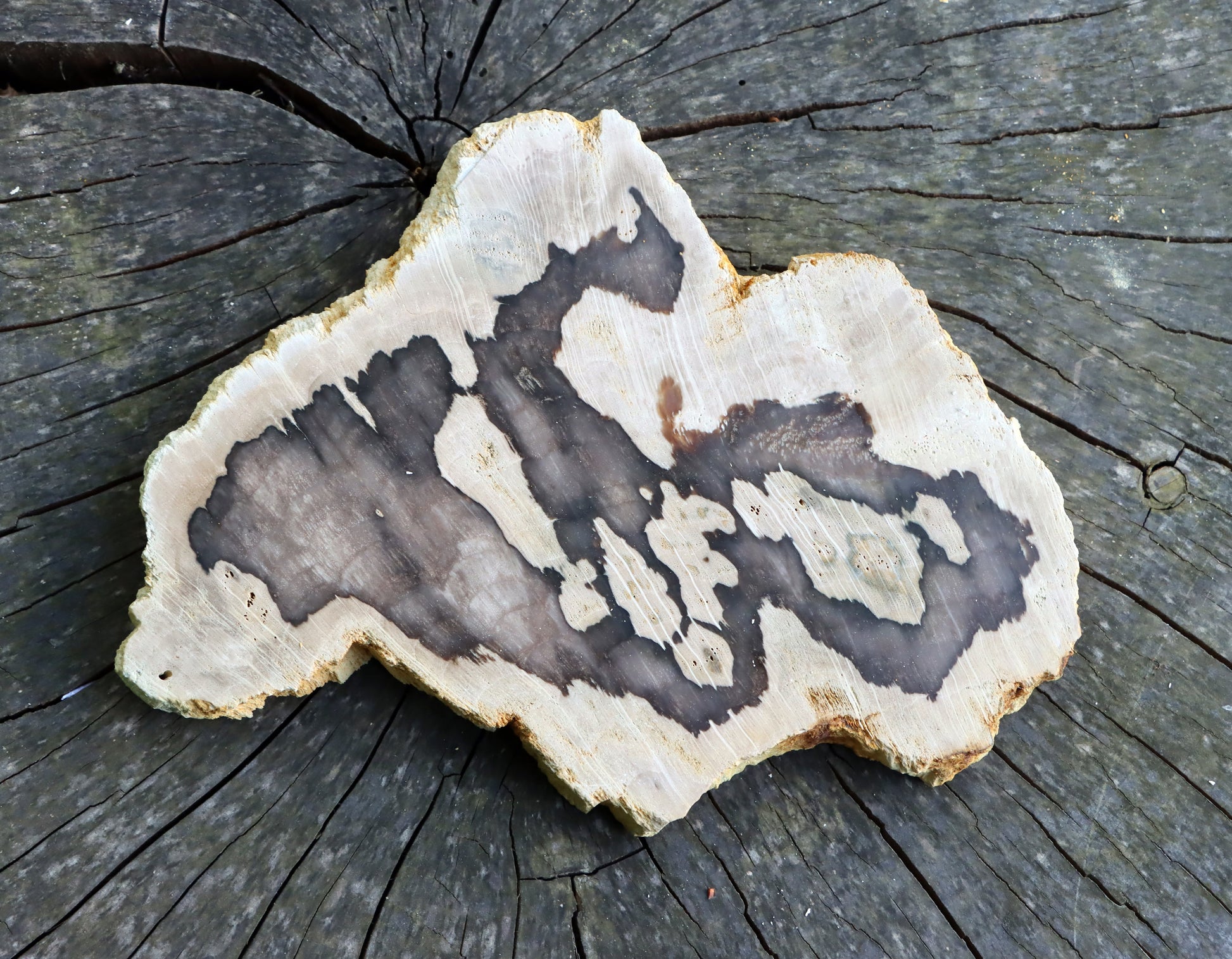 Zkřemenělý dub - Supreme Panthers